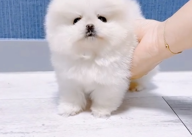 Pomeranian boo teddy bear yavrular